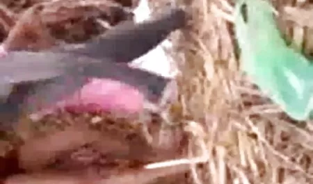 एक सफेद सोफे पर एक लाल बीपी सेक्सी वीडियो पिक्चर परी एक खेल के साथ खुद को प्रसन्न