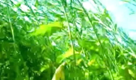 धीरे धीरे कमबख्त और सेक्सी में हिंदी पिक्चर फिल्म पिछवाड़े में कमबख्त