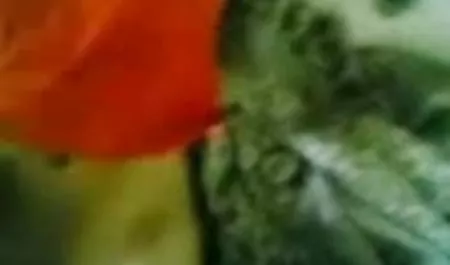 मैं दुल्हनों की यात्रा है जो त्रयी में हमला वीडियो में सेक्सी पिक्चर वीडियो देखा